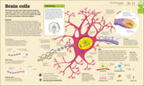 How the Brain Works - The FACTS Visually Explained (Hardback)