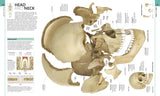 Human Anatomy - The Definitive Visual Guide (Hardback)