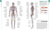 Human Anatomy - The Definitive Visual Guide (Hardback)