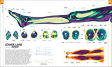 Human Anatomy - The Definitive Visual Guide (Hardback)