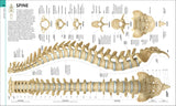 Human Anatomy - The Definitive Visual Guide (Hardback)