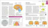 How the Brain Works - The FACTS Visually Explained (Hardback)
