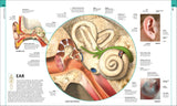 Human Anatomy - The Definitive Visual Guide (Hardback)