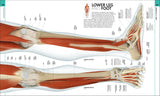 Human Anatomy - The Definitive Visual Guide (Hardback)